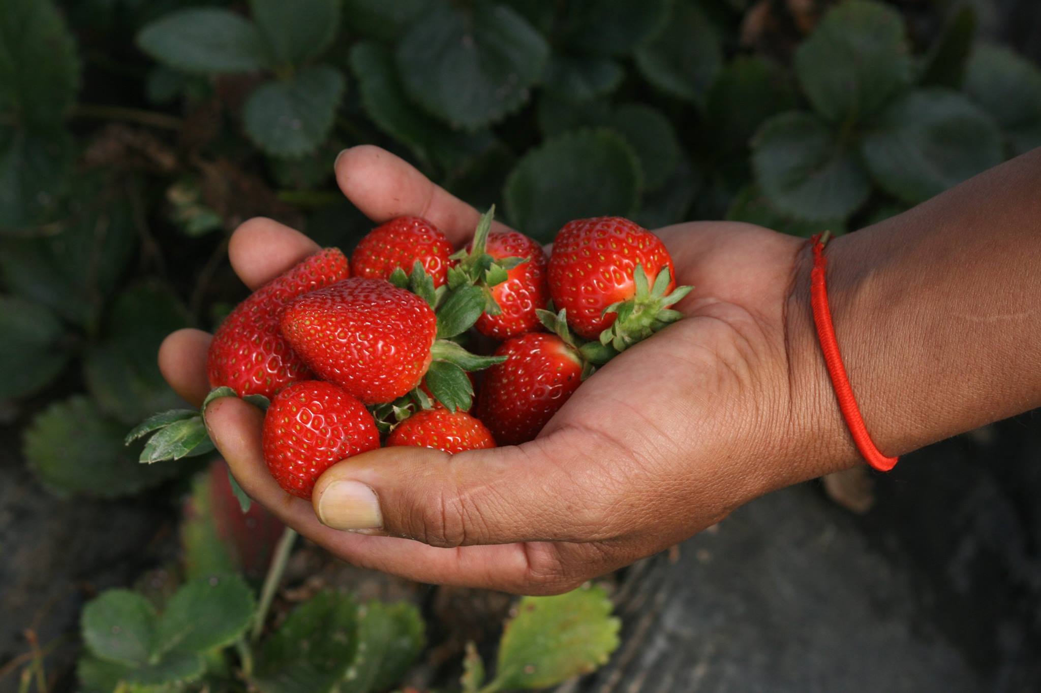 Cultivos de frutillas